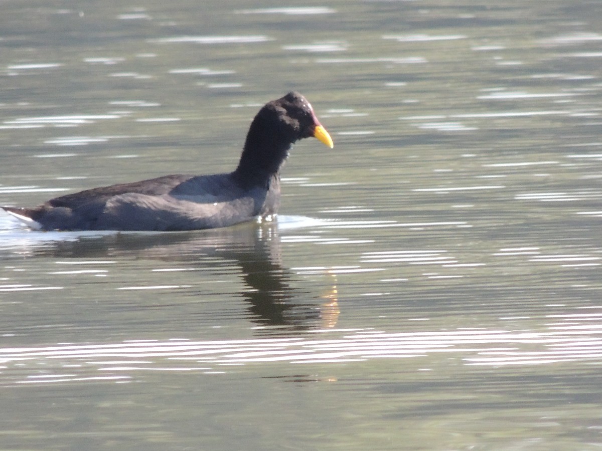 Red-fronted Coot - ML538352291