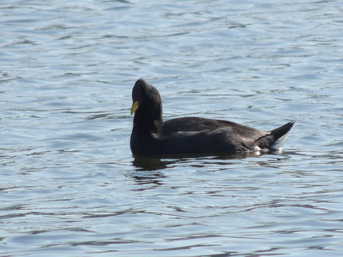 Red-fronted Coot - ML538352301