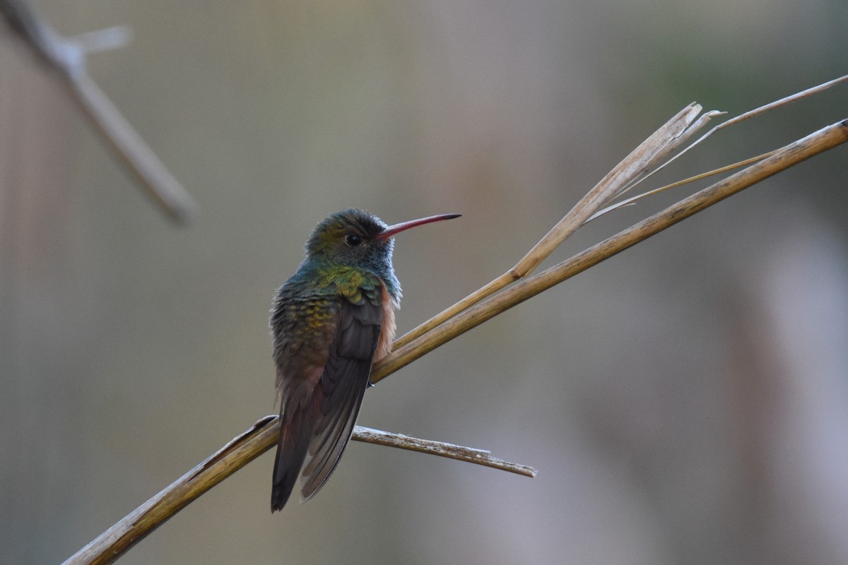 Buff-bellied Hummingbird (Yucatan) - ML538352321
