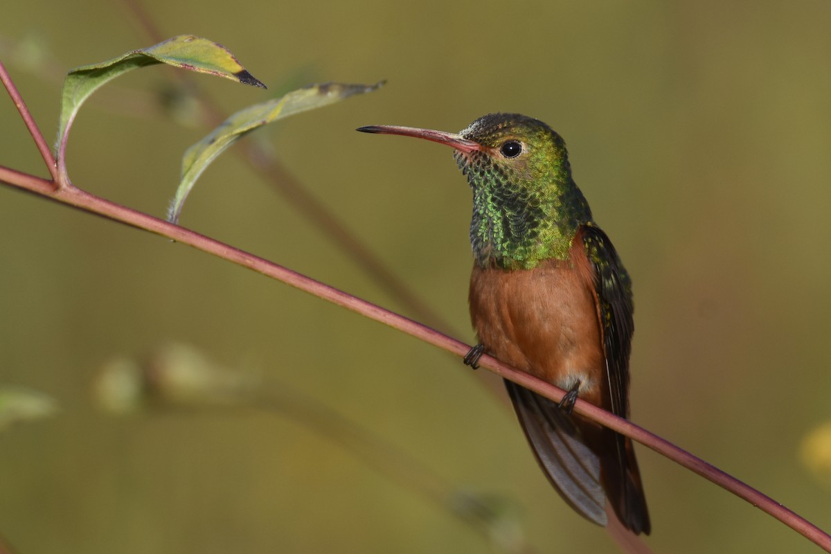 Buff-bellied Hummingbird (Yucatan) - ML538352331