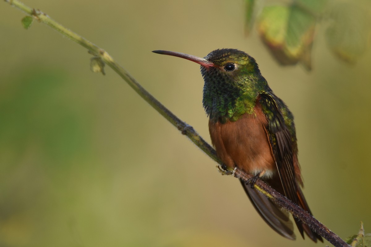 Buff-bellied Hummingbird (Yucatan) - ML538352341