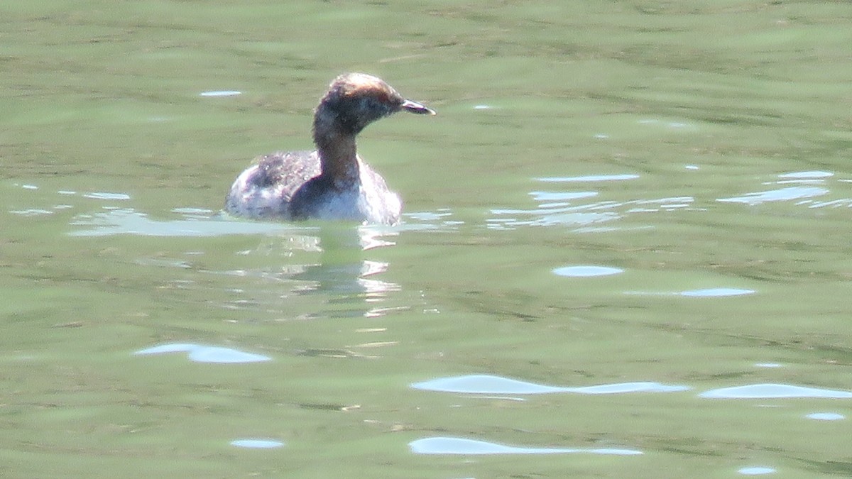 Horned Grebe - ML53835241