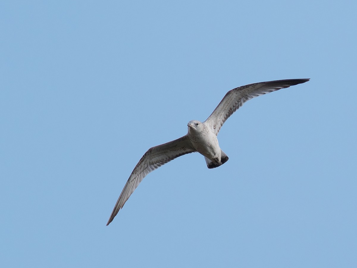 Common Gull - Joost Limburg
