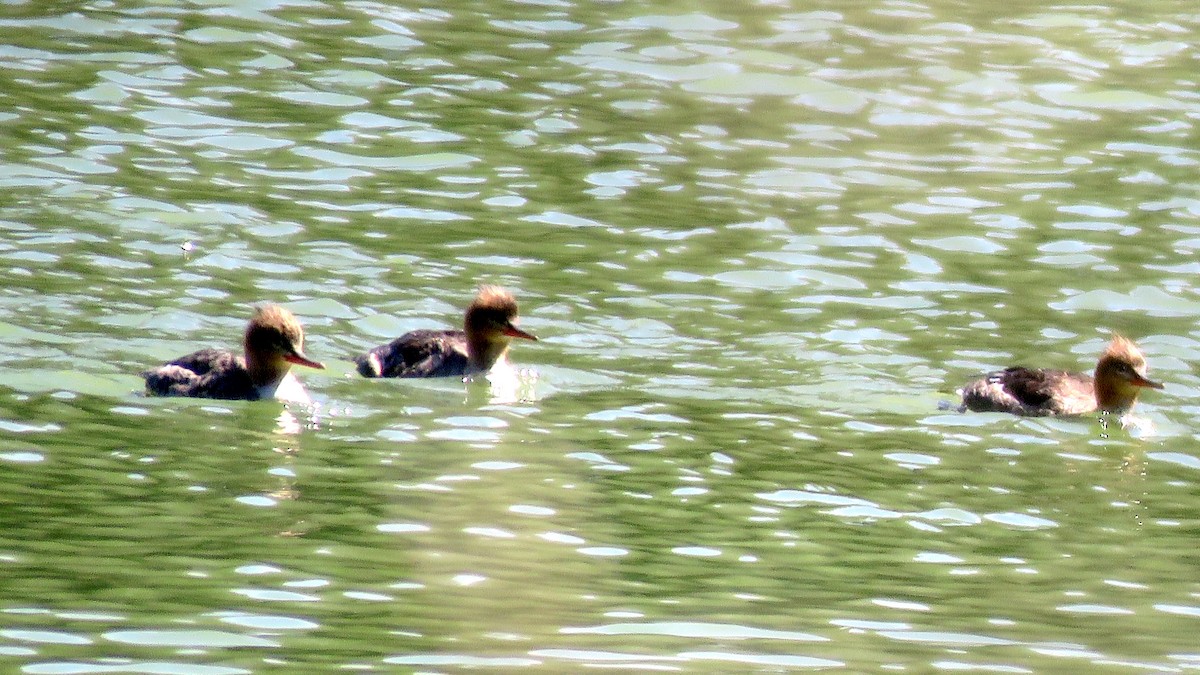 Red-breasted Merganser - ML53835681