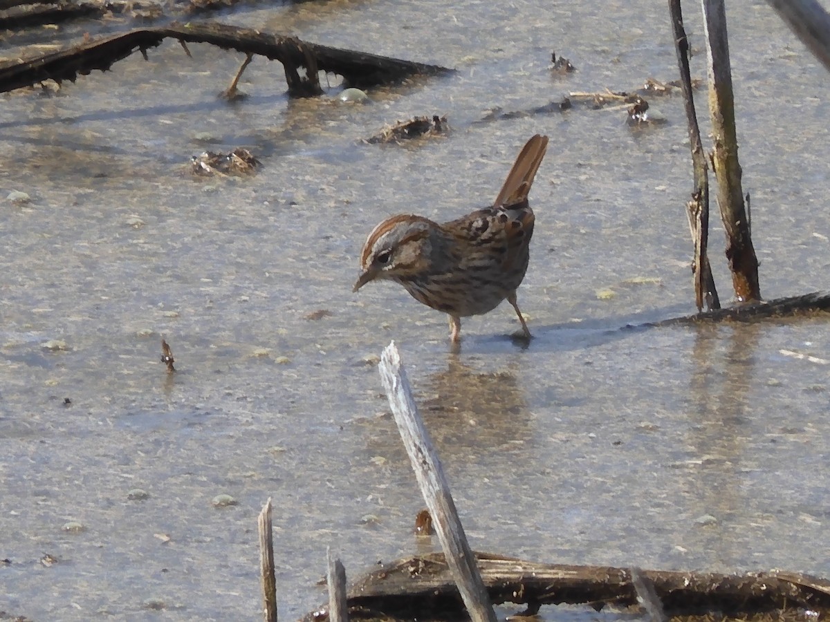 Lincoln's Sparrow - ML538359291