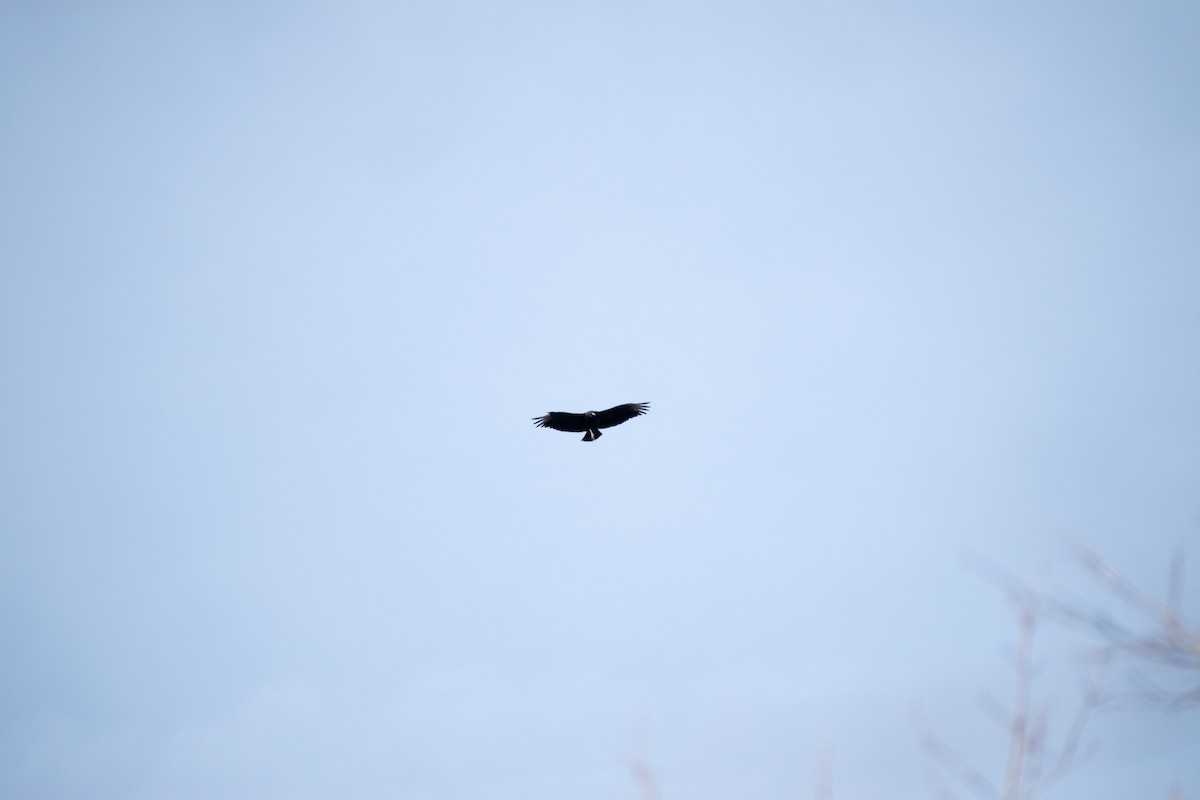 Black Vulture - ML538360081