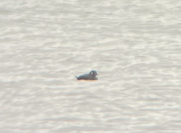 Harlequin Duck - ML538360761