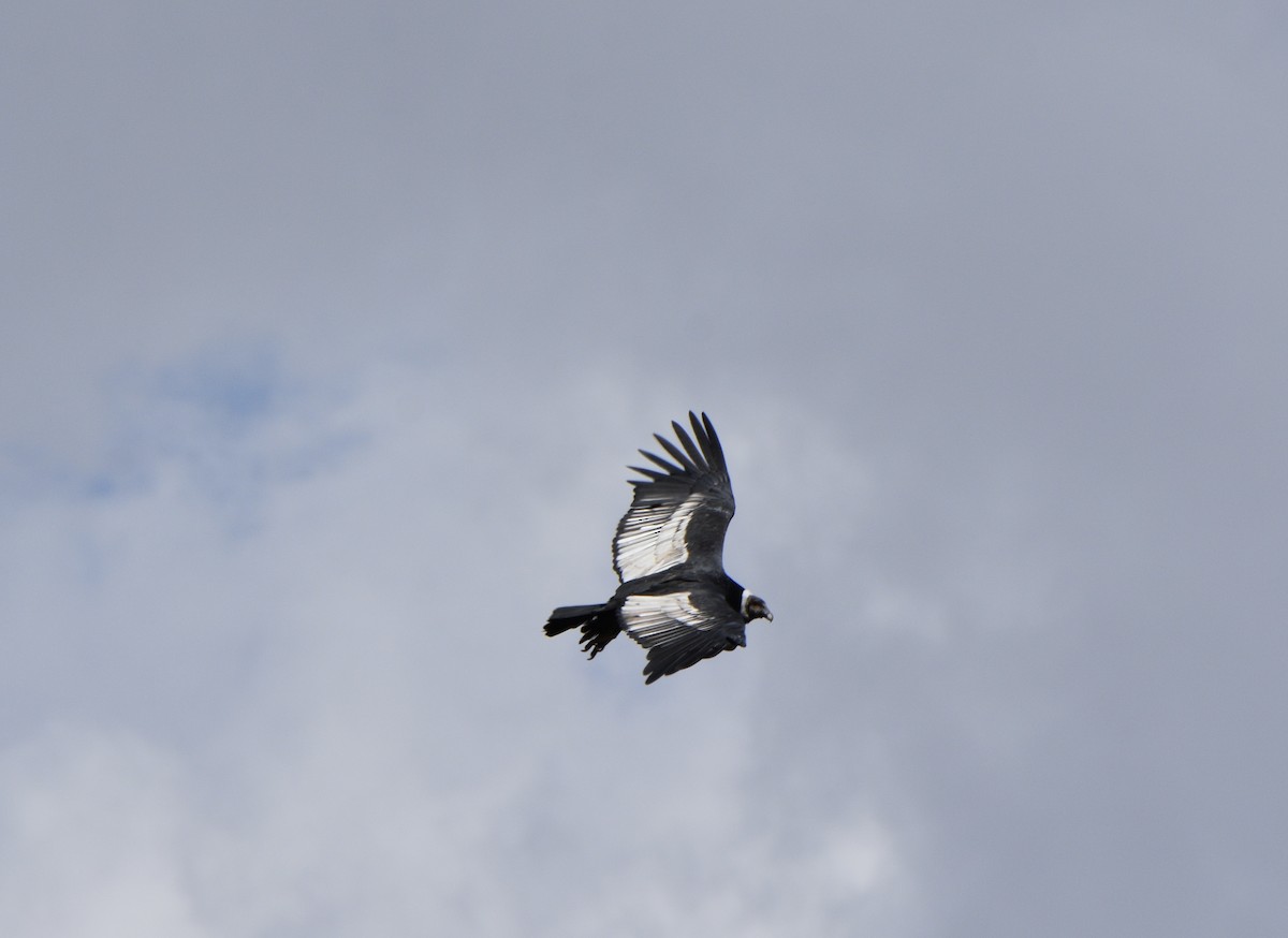 Andean Condor - MJ Hele