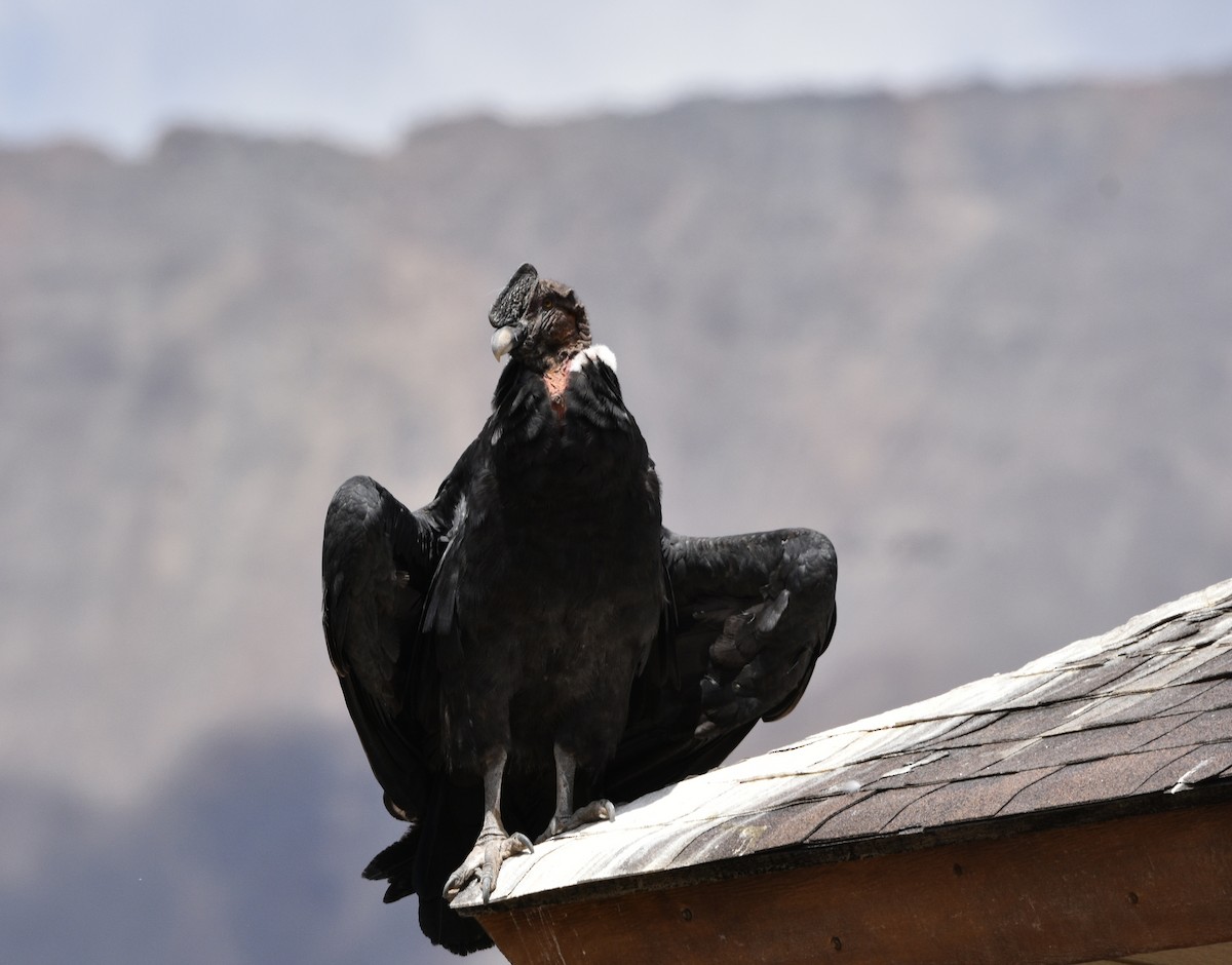 Andean Condor - MJ Hele