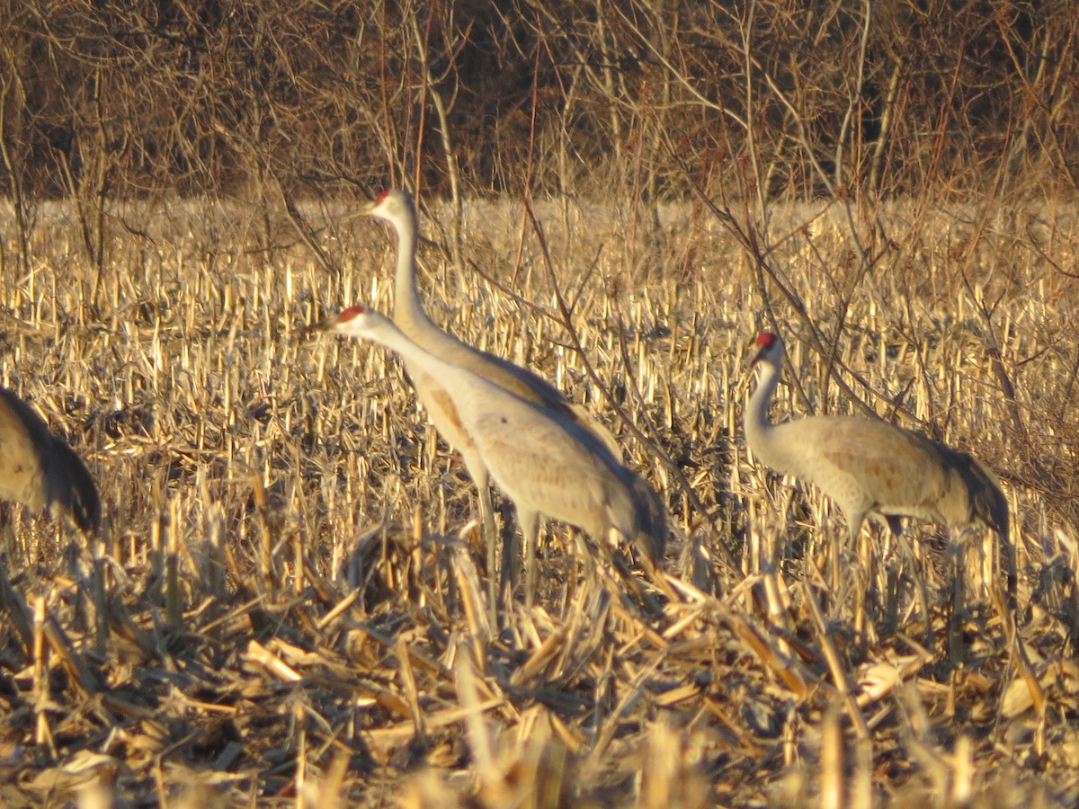 Sandhill Crane - ML53836231