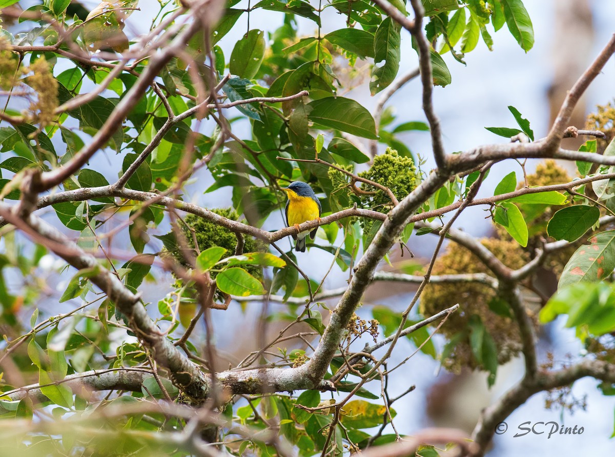 Tropical Parula (Middle American) - ML53836251