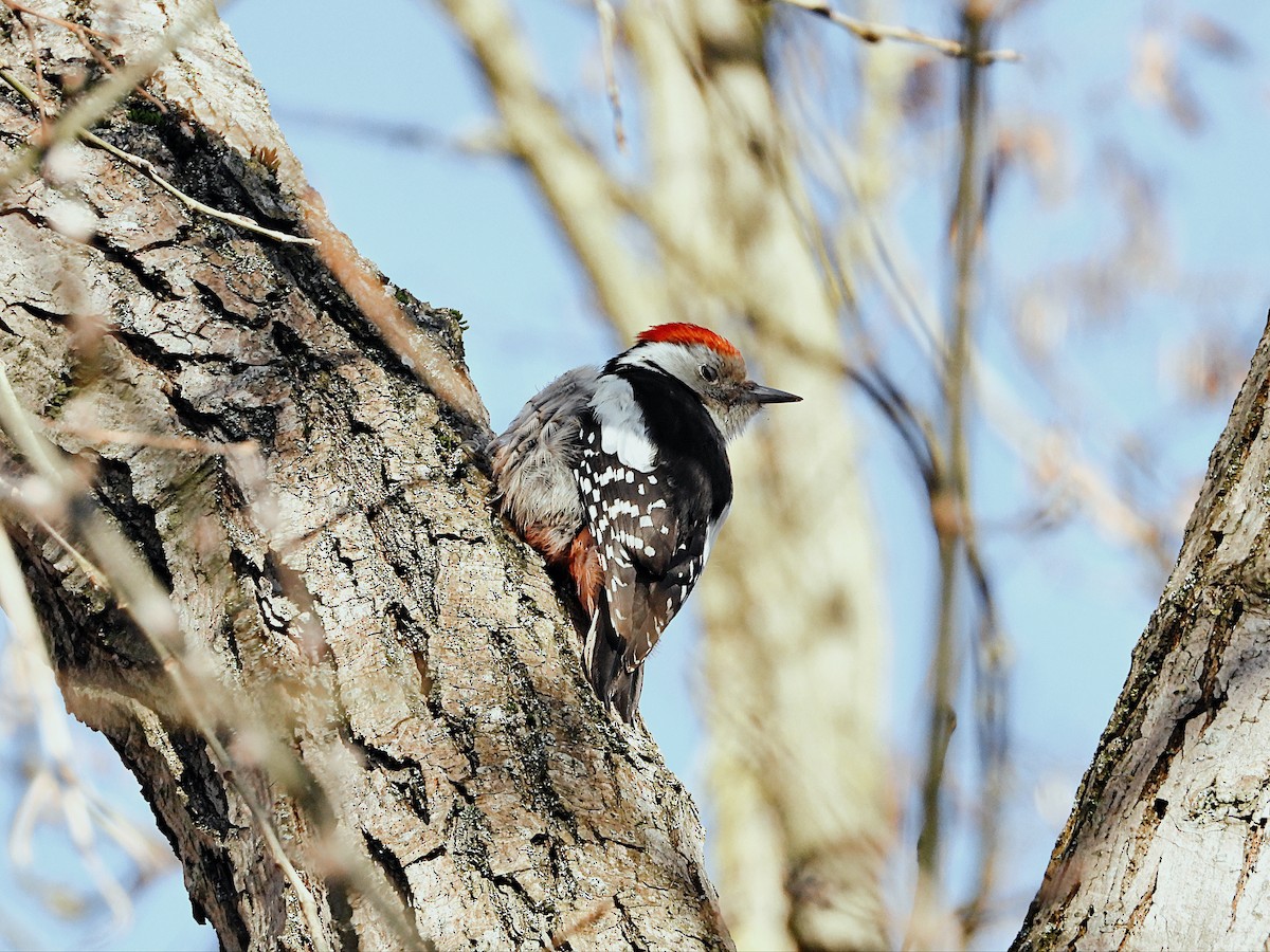 Middle Spotted Woodpecker - ML538363861