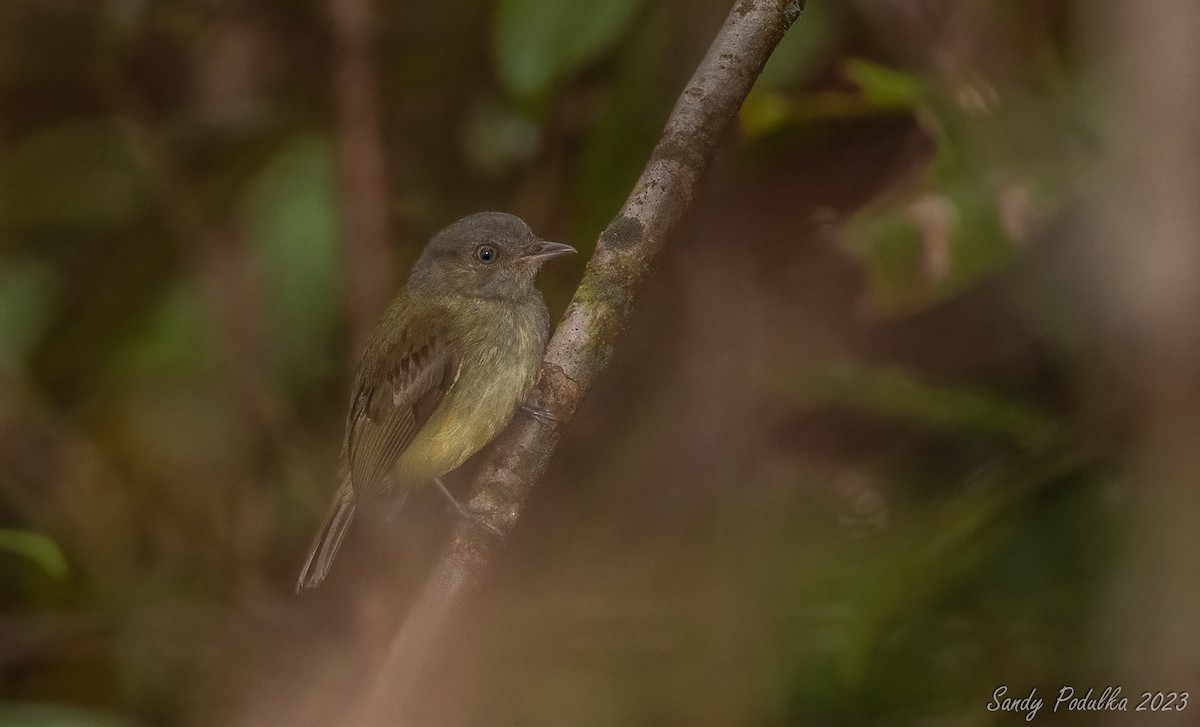 Boat-billed Tody-Tyrant - Sandy Podulka