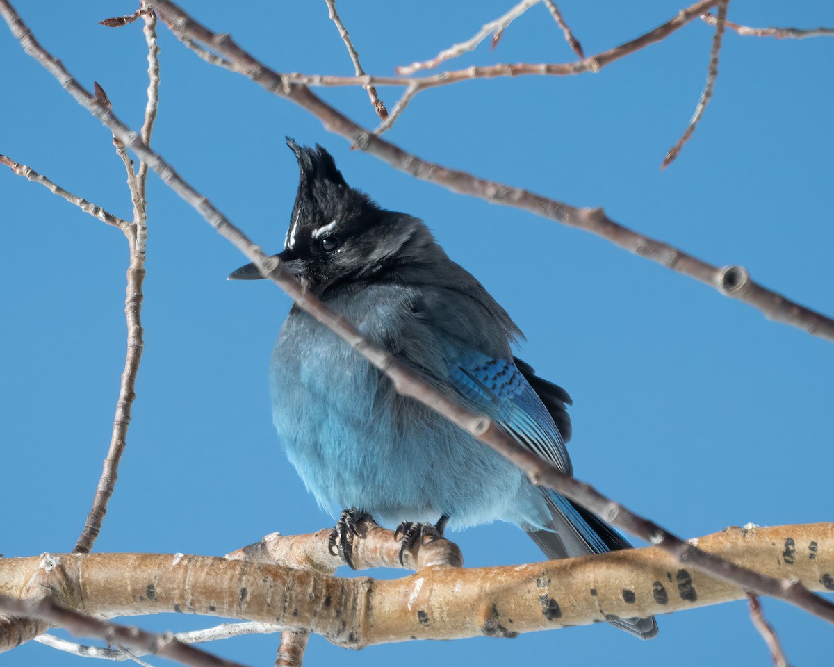 Steller's Jay (Southwest Interior) - ML538364901