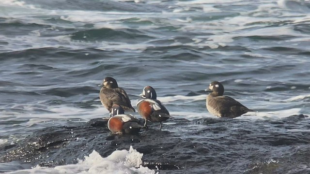 Harlequin Duck - ML538367061