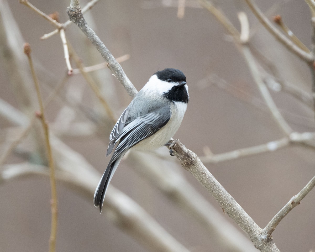 Black-capped Chickadee - ML538367291