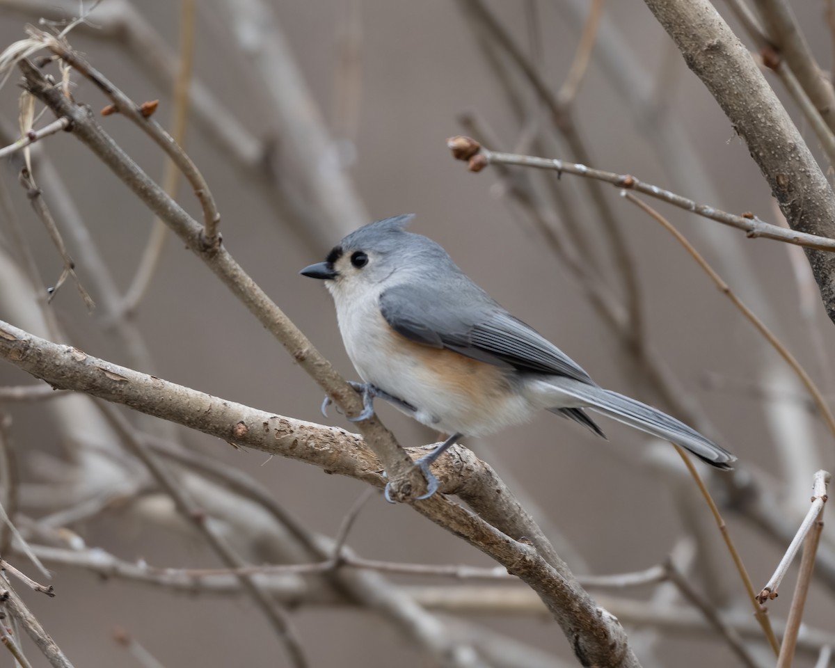 Tufted Titmouse - ML538367421