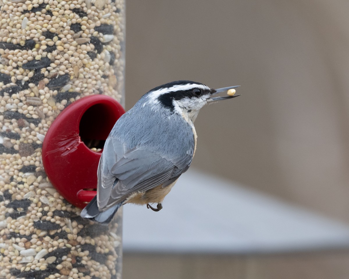 Red-breasted Nuthatch - ML538367451