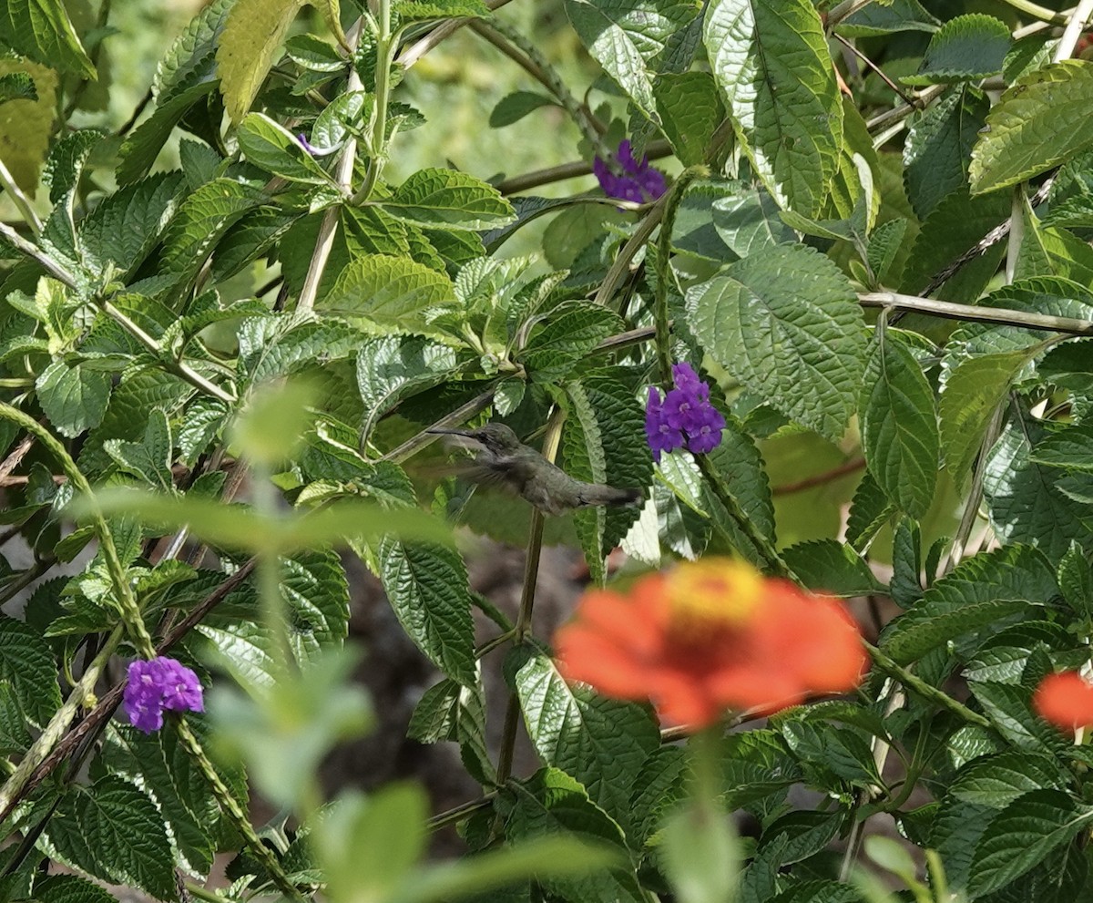 Colibri à gorge rubis - ML538367741