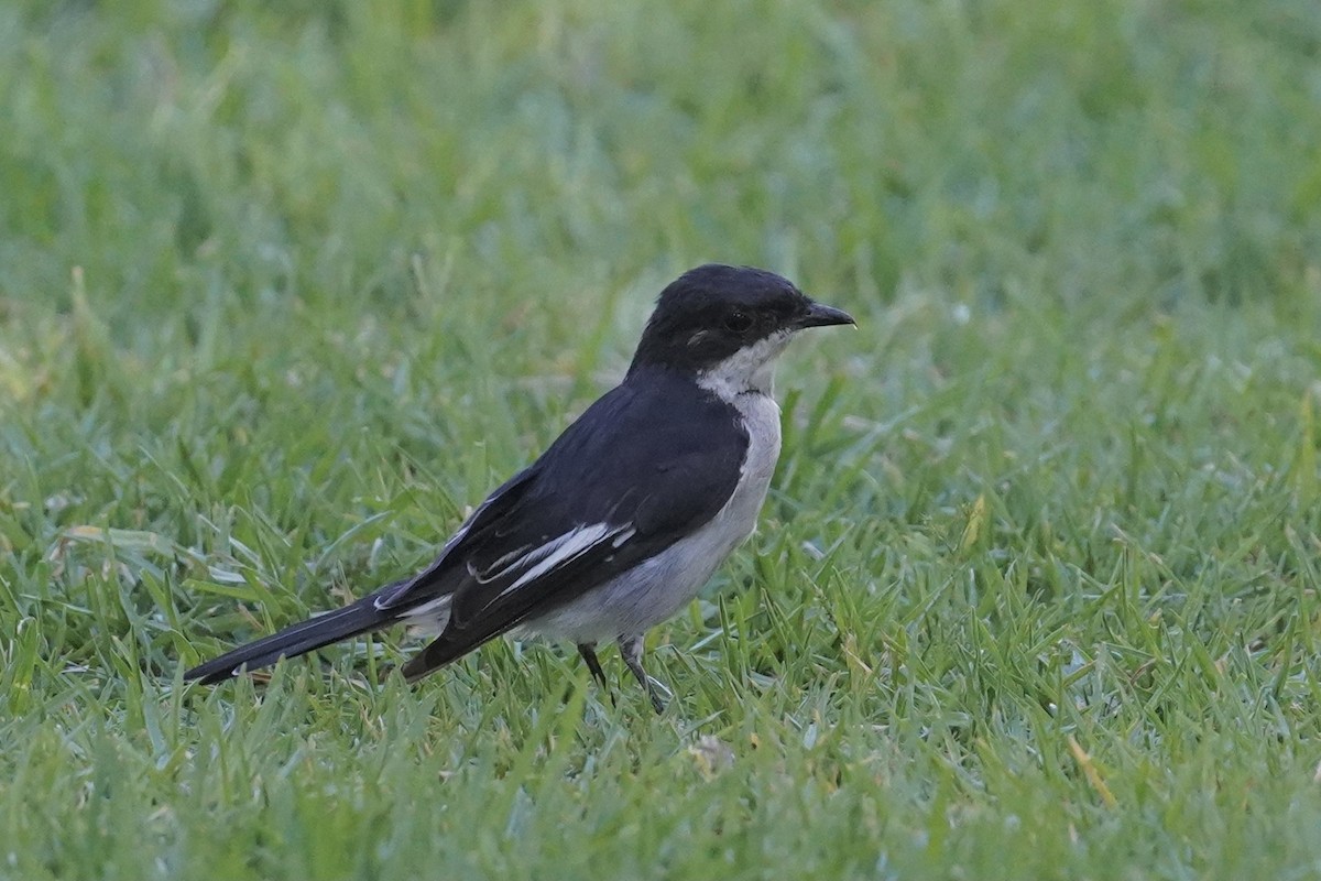 Fiscal Flycatcher - ML538369401