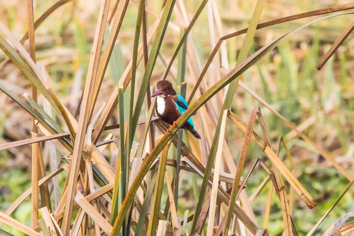 White-throated Kingfisher - ML538370701