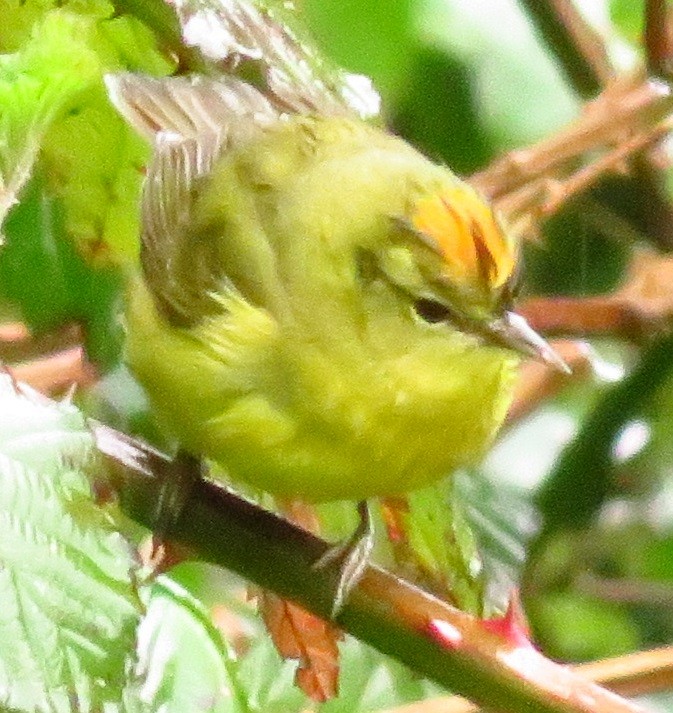 Orange-crowned Warbler - ML53837111