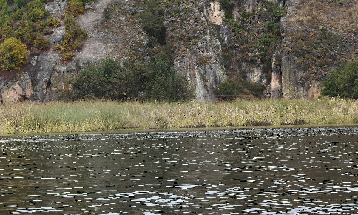 American Coot - ML538372091