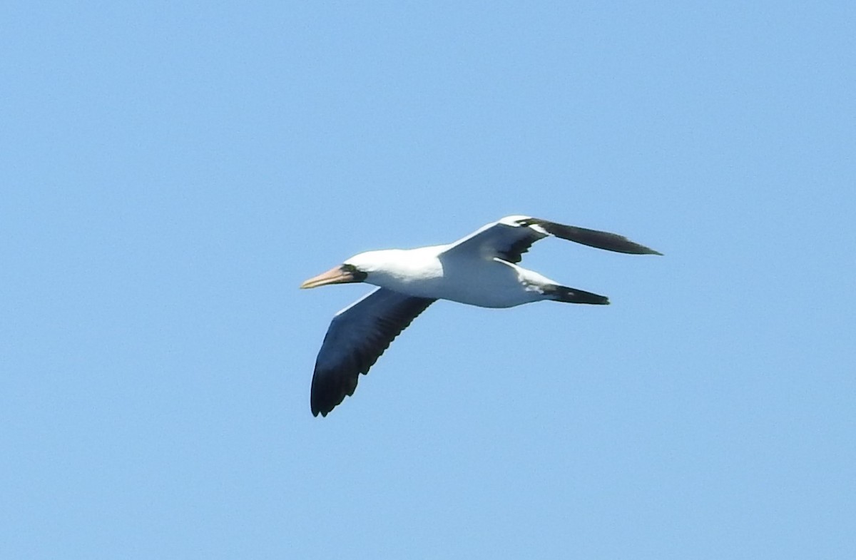 Nazca Booby - ML538372571