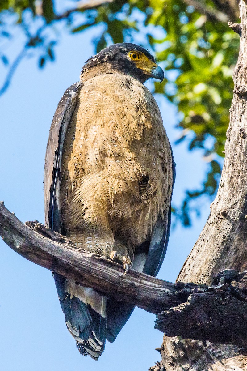 Crested Serpent-Eagle - ML538373441