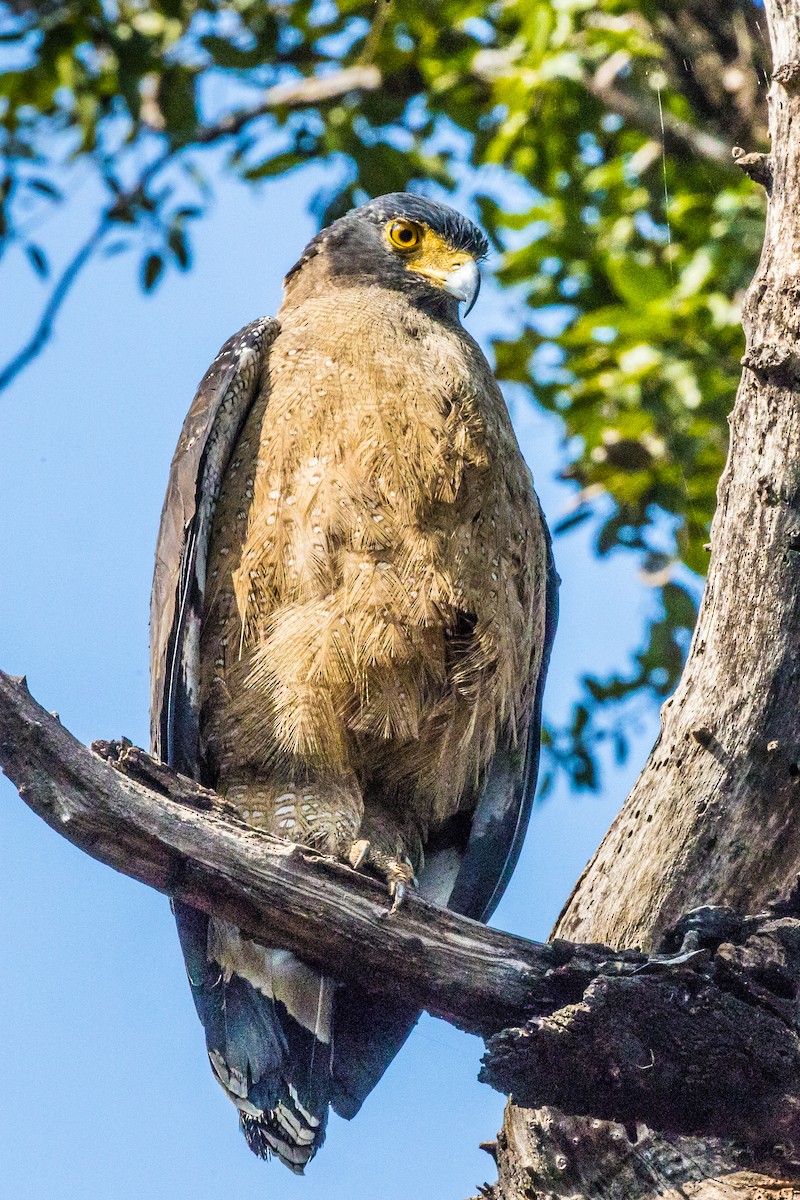 Crested Serpent-Eagle - ML538373451