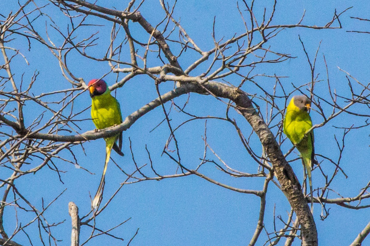 Plum-headed Parakeet - ML538374161