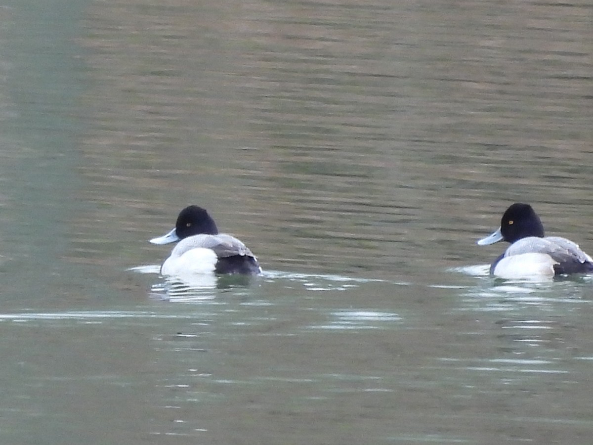 Lesser Scaup - ML538374811