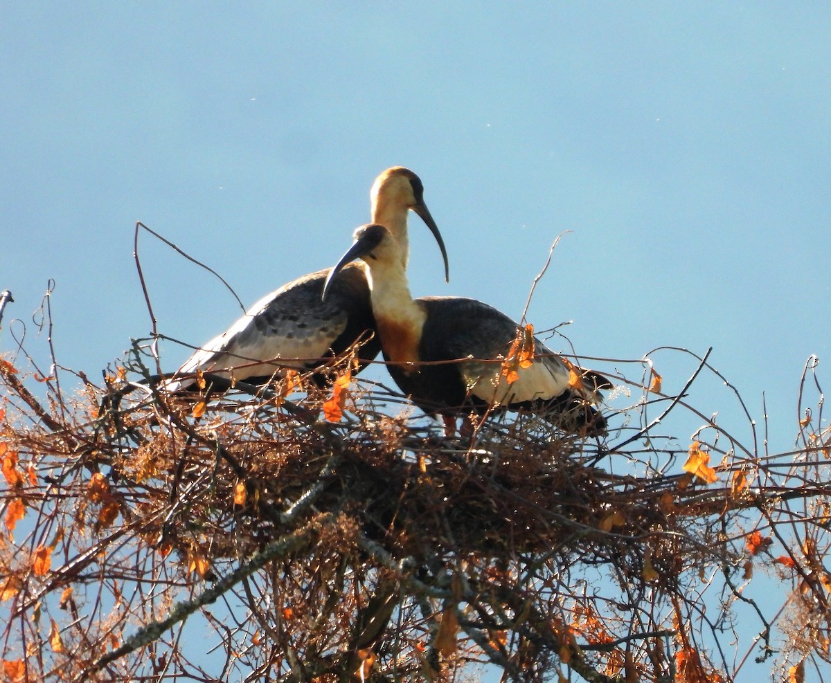 Buff-necked Ibis - ML538375401