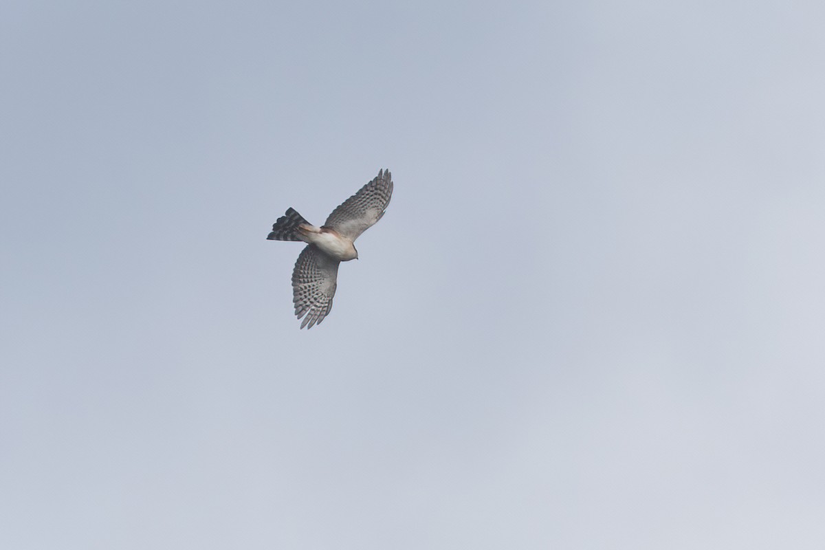 Sharp-shinned Hawk (Plain-breasted) - ML538375641