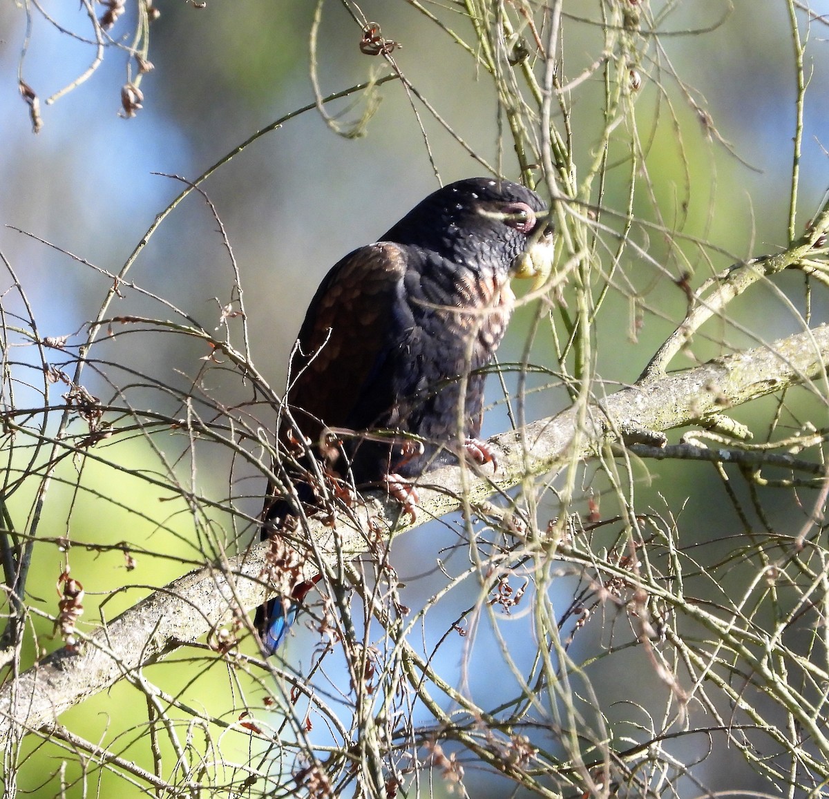 Bronze-winged Parrot - ML538375781