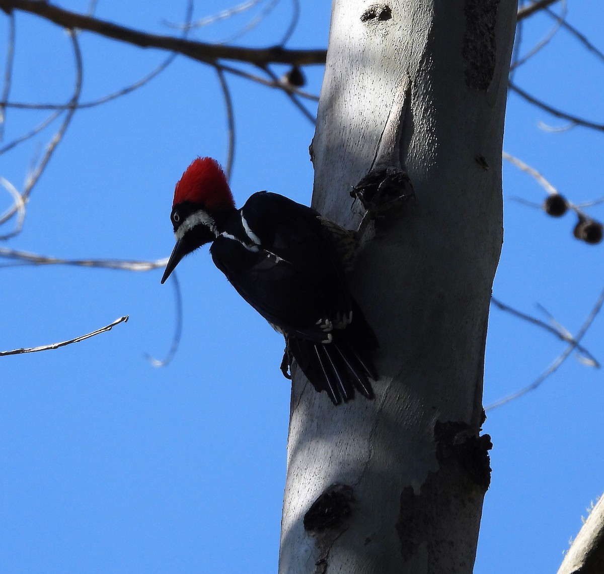 Powerful Woodpecker - ML538376001