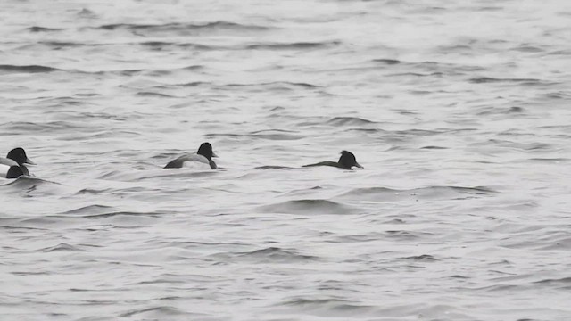 Tufted Duck - ML538376071