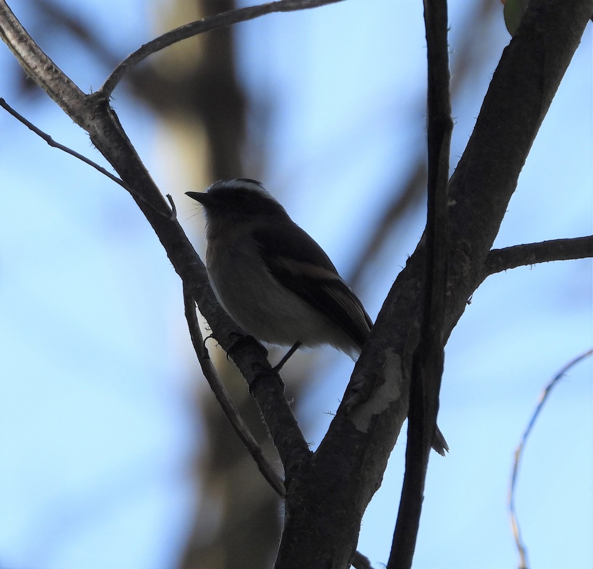 Rufous-breasted Chat-Tyrant - ML538376801