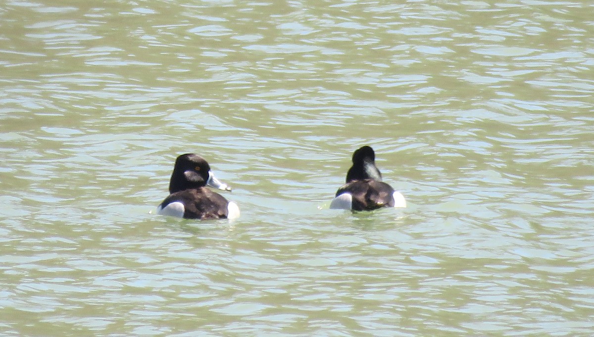 Ring-necked Duck - ML53837711