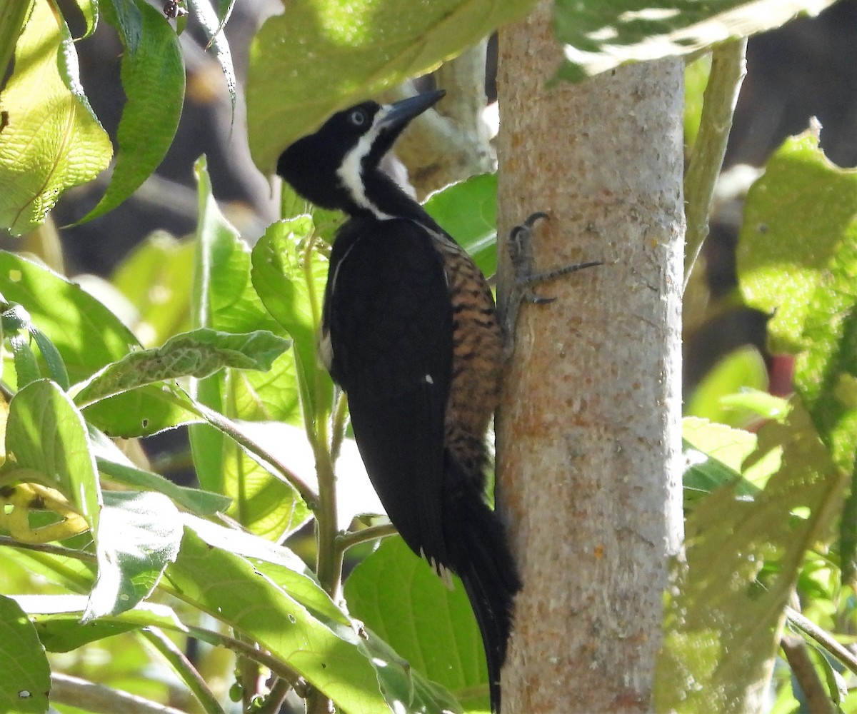 Powerful Woodpecker - ML538377121