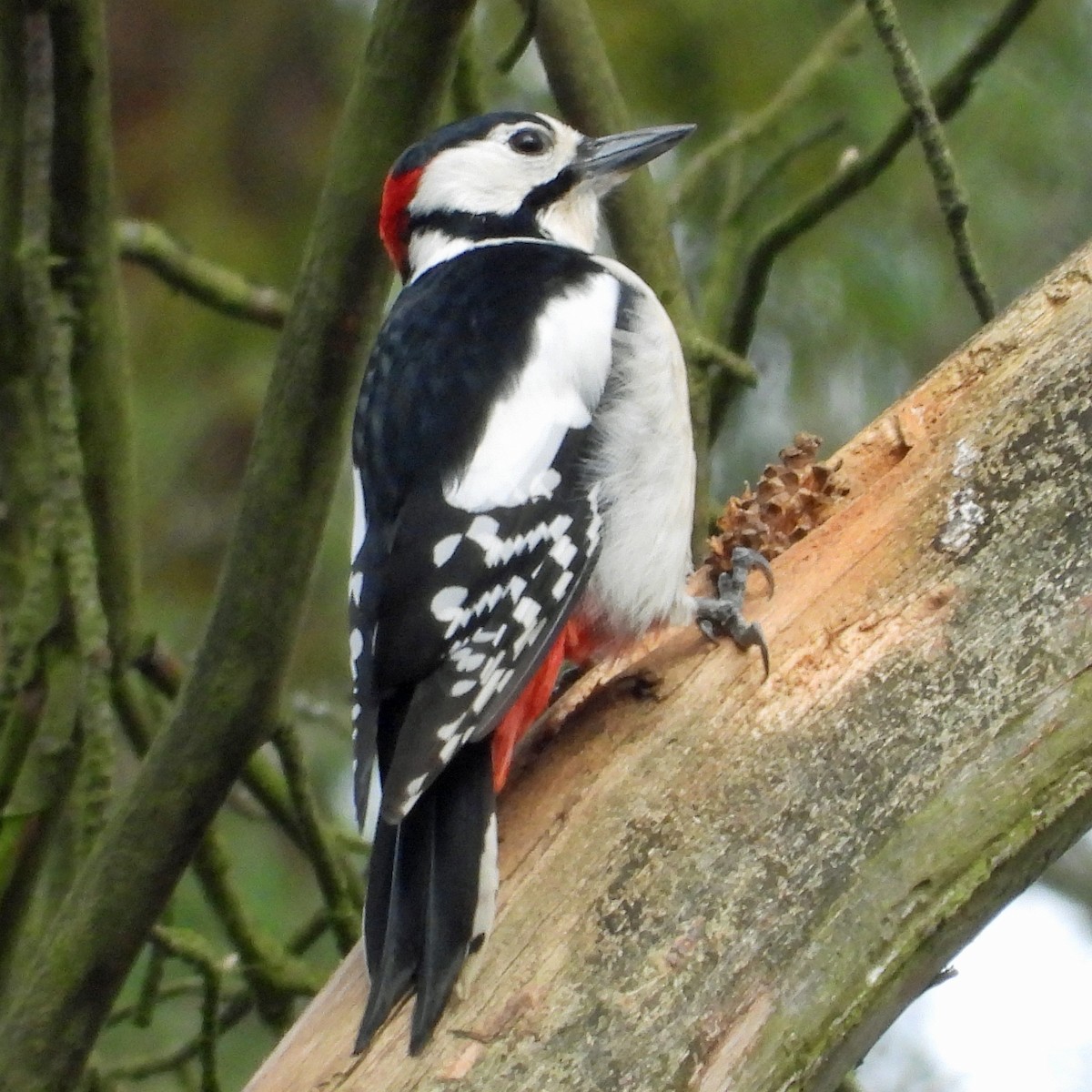Great Spotted Woodpecker - ML538377221