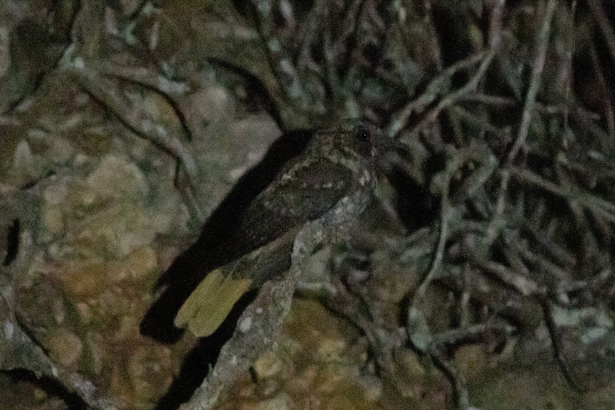 Hispaniolan Nightjar - ML538377741