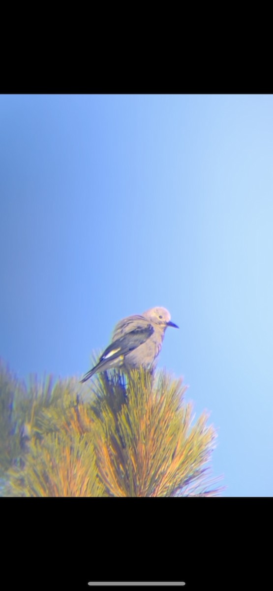 Clark's Nutcracker - ML538378701