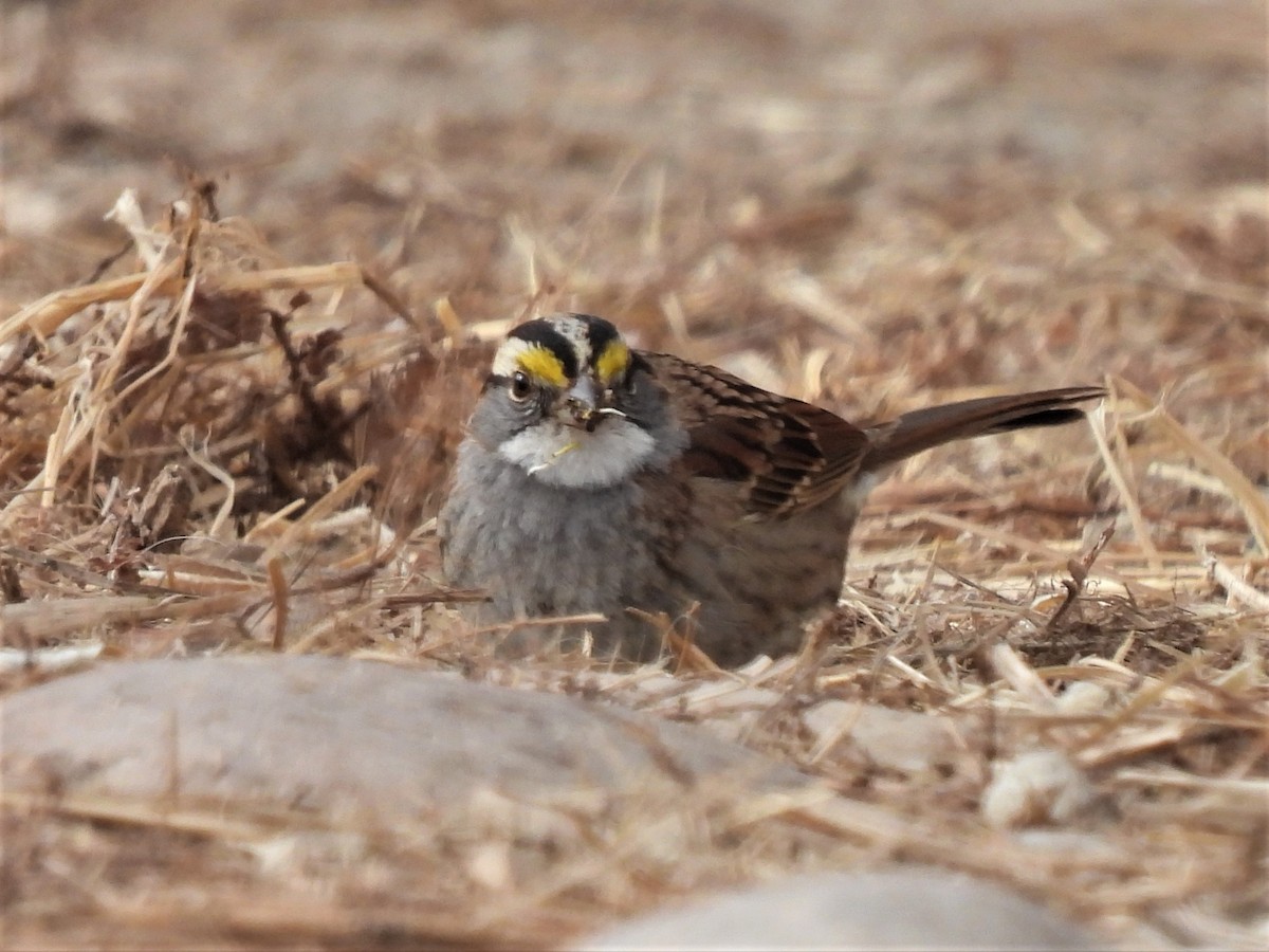White-throated Sparrow - ML538380631