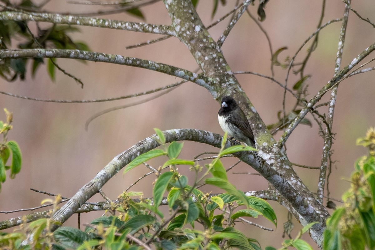 Yellow-bellied Seedeater - Marilyn White