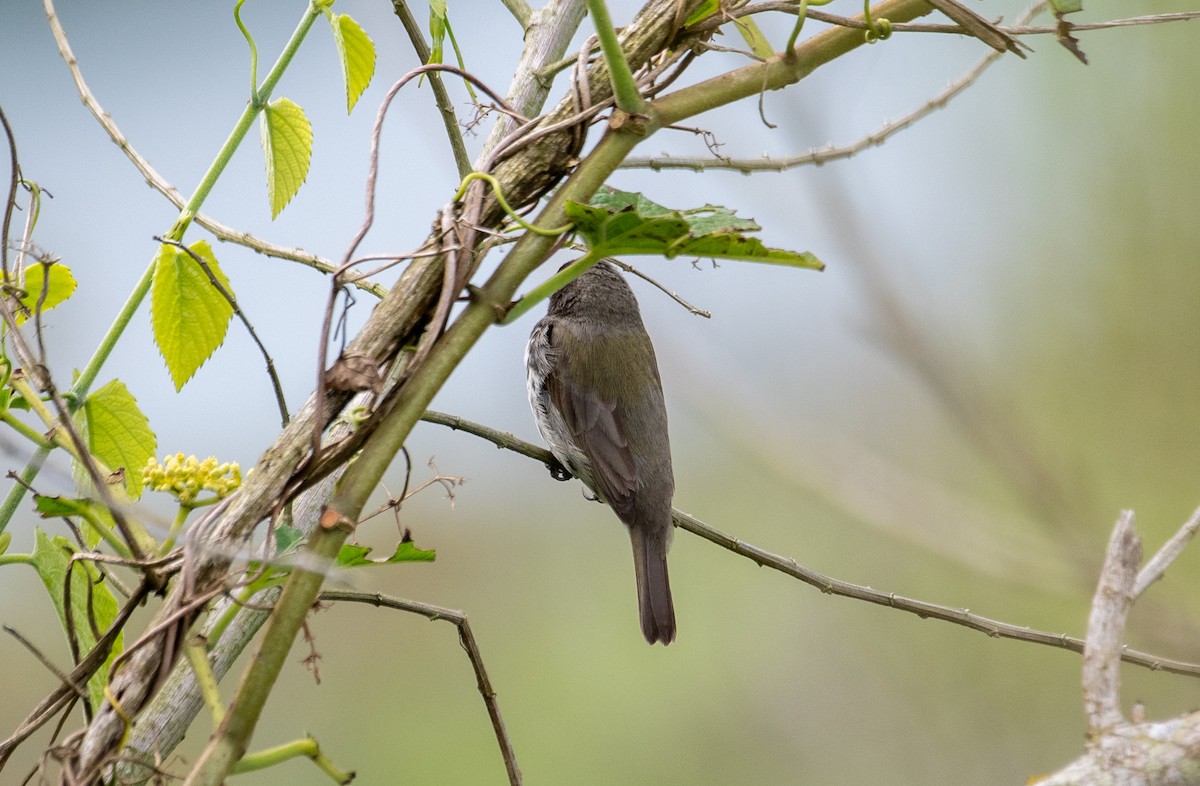 Yellow-bellied Seedeater - Marilyn White