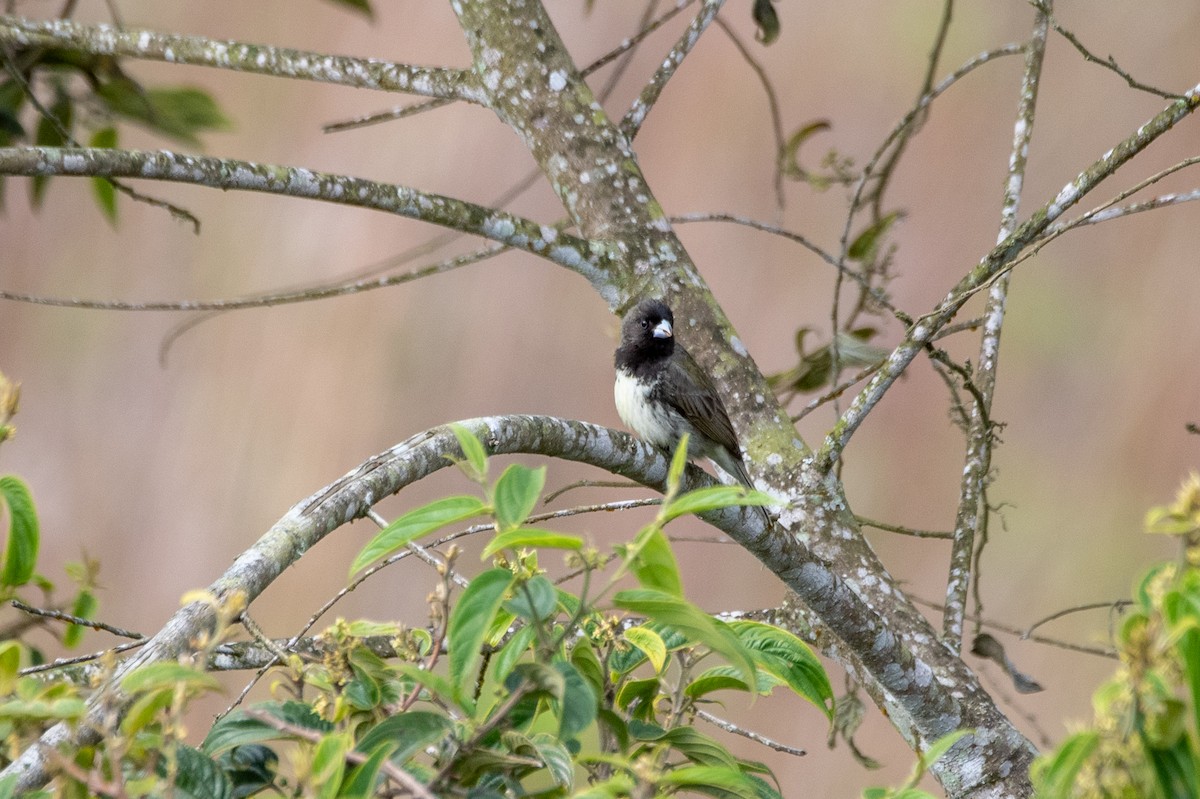 Yellow-bellied Seedeater - Marilyn White