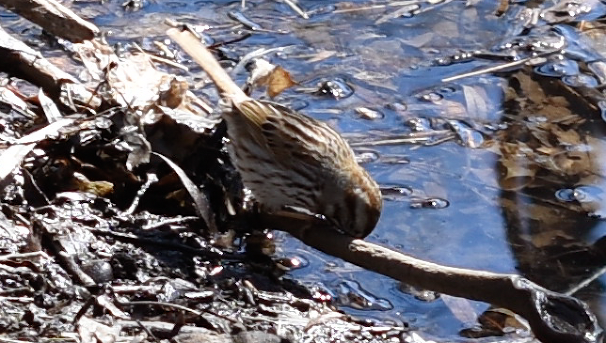 Song Sparrow - ML53838231