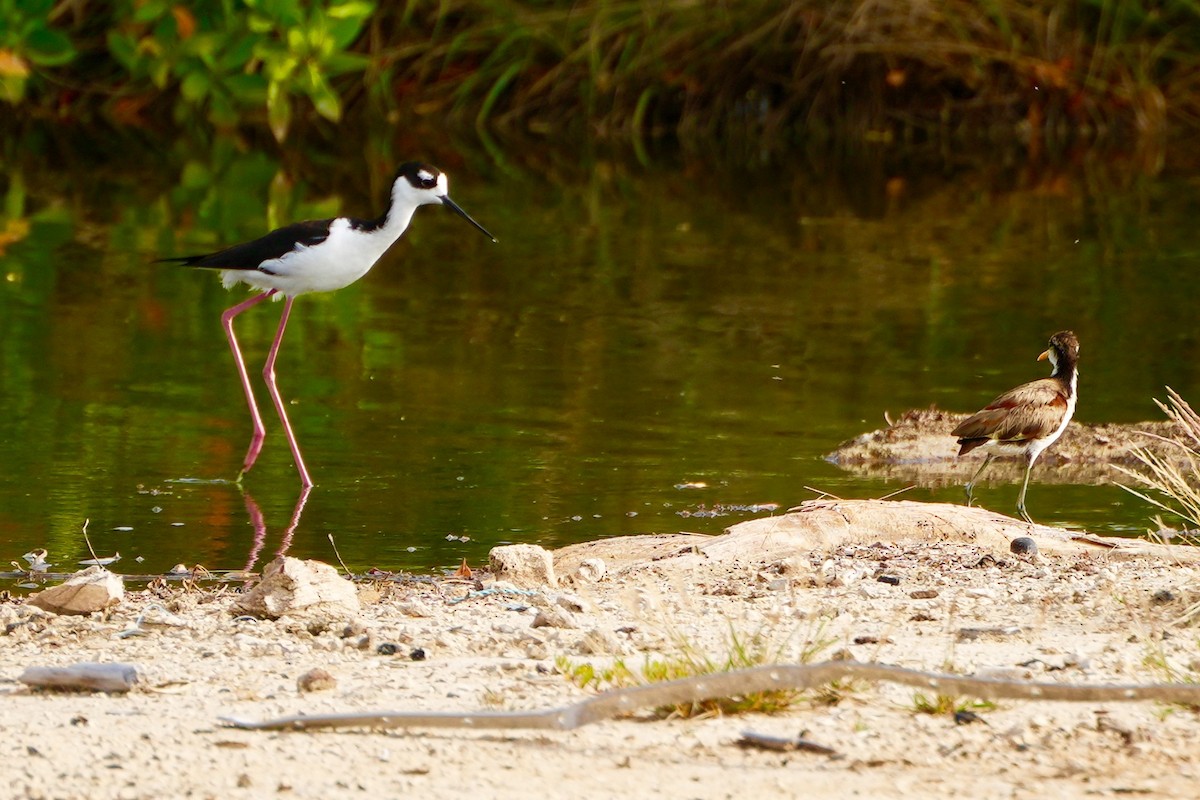 Black-necked Stilt - ML538382341