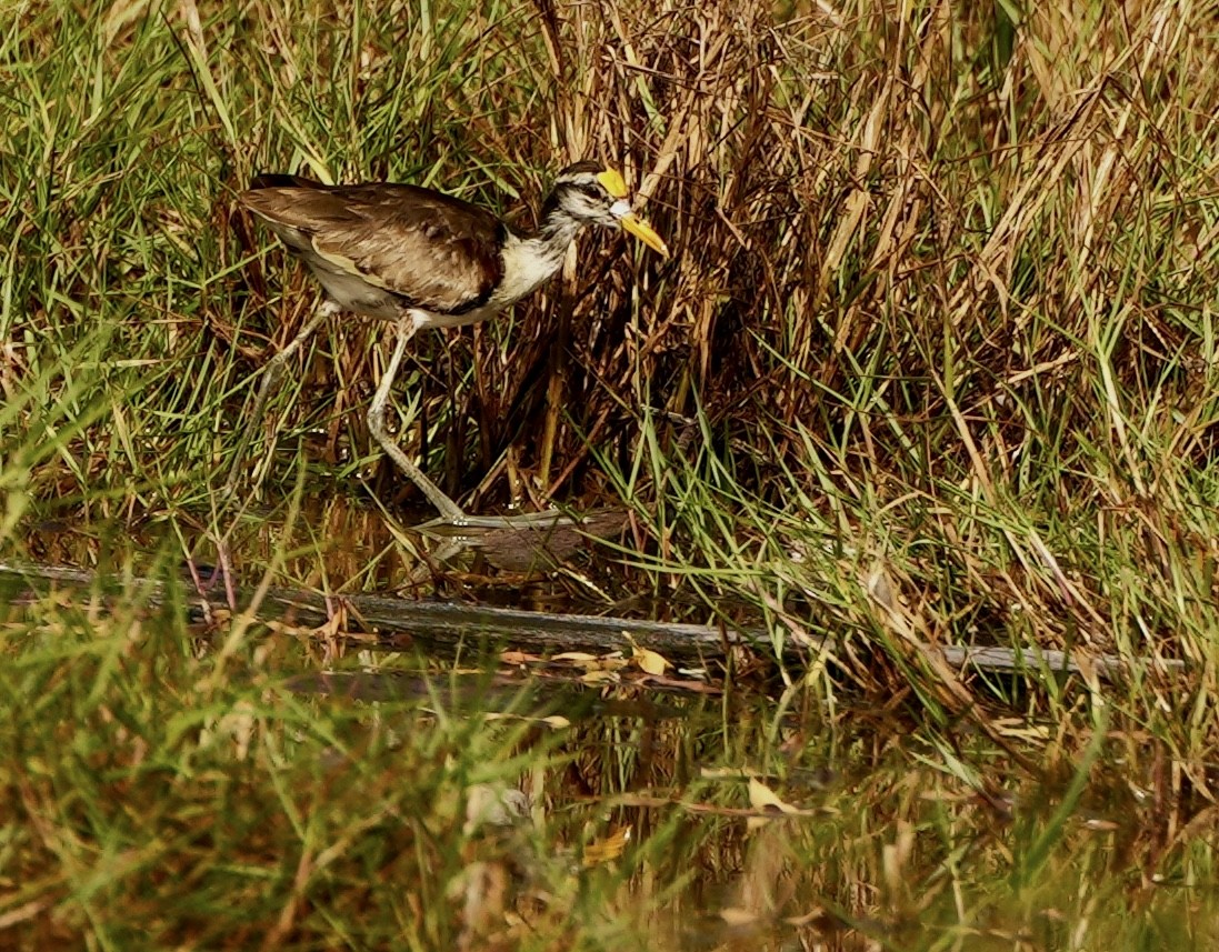 Northern Jacana - Bill Reynolds